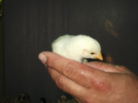 il mio amico animale